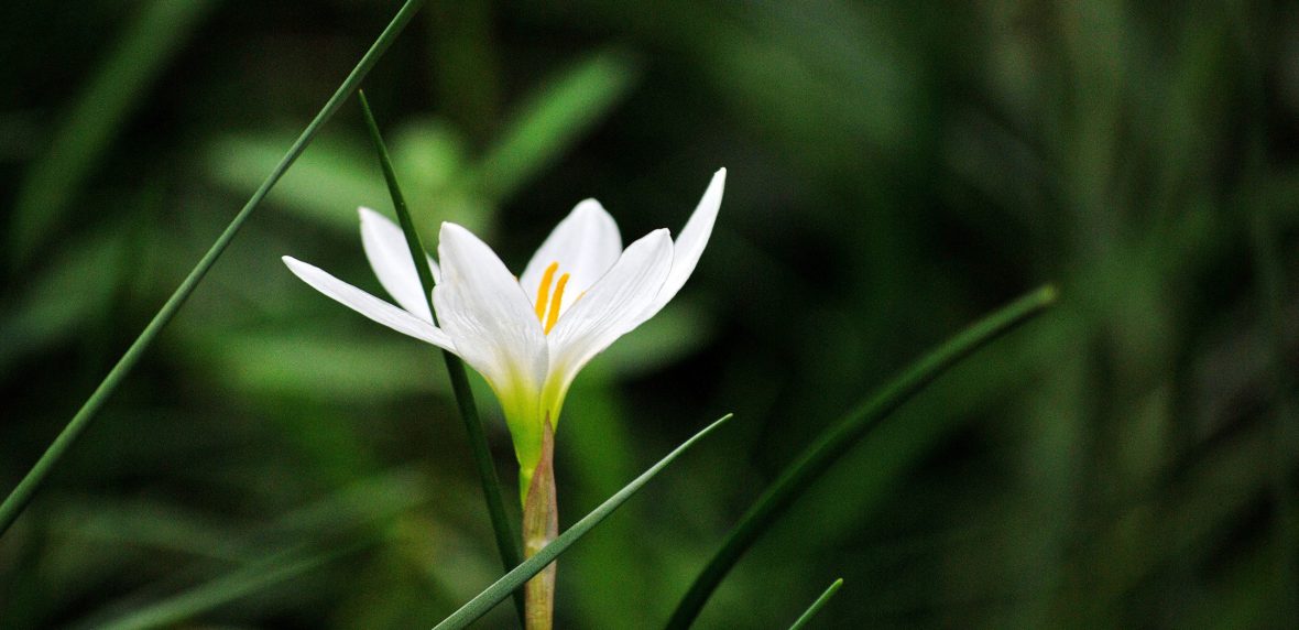 عکاسی به سبک ماکرو از گل‌ها