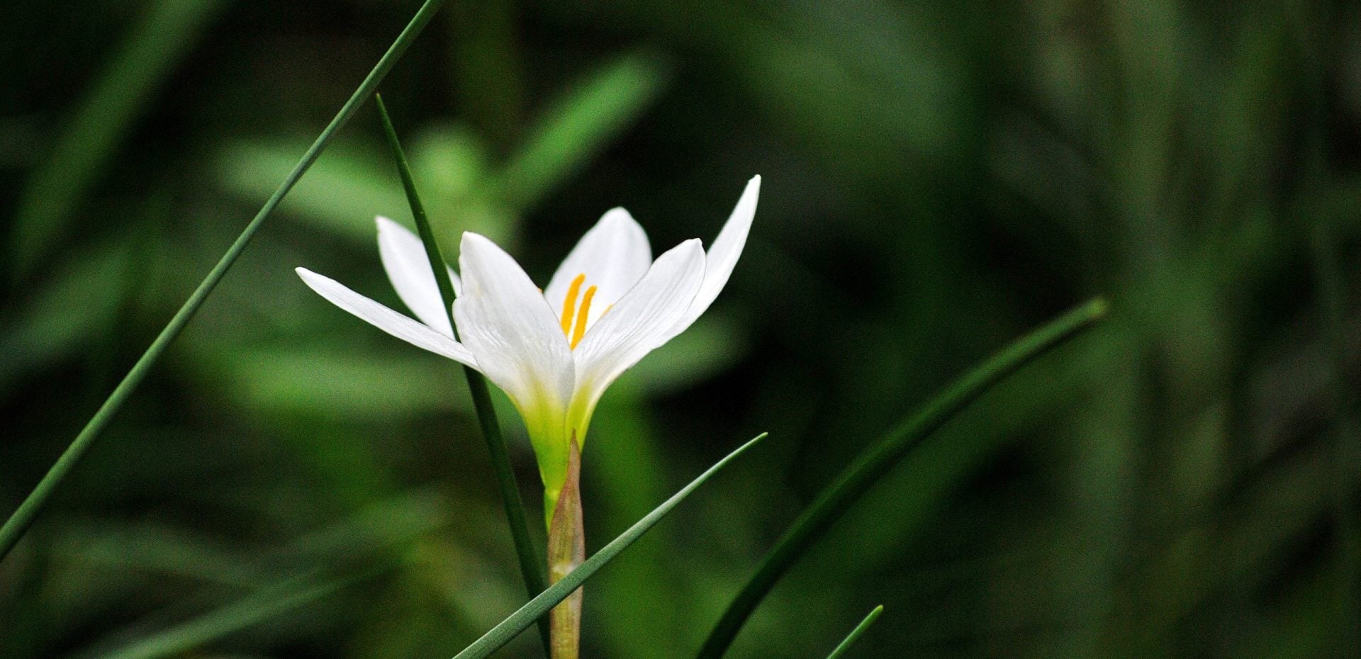 عکاسی به سبک ماکرو از گل‌ها