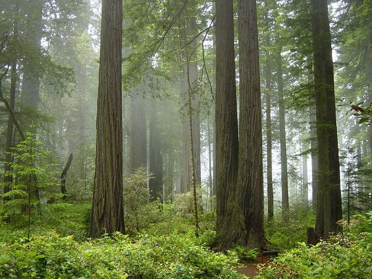 جنگل ملی REDWOOD در ایالات متحده