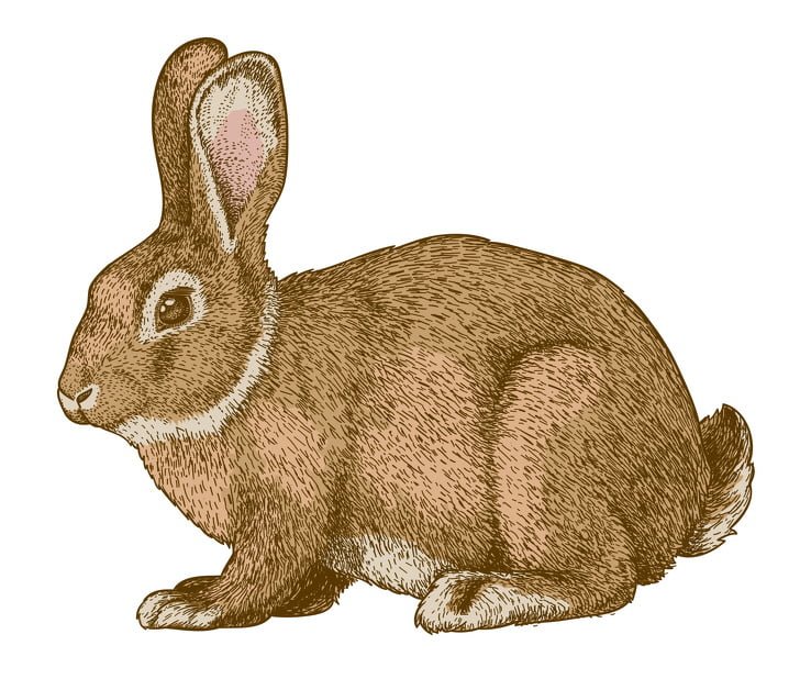 خرگوش