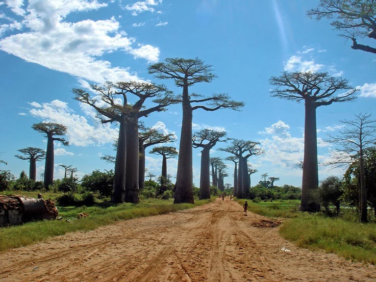 خیابان Baobabs در ماداگاسکار