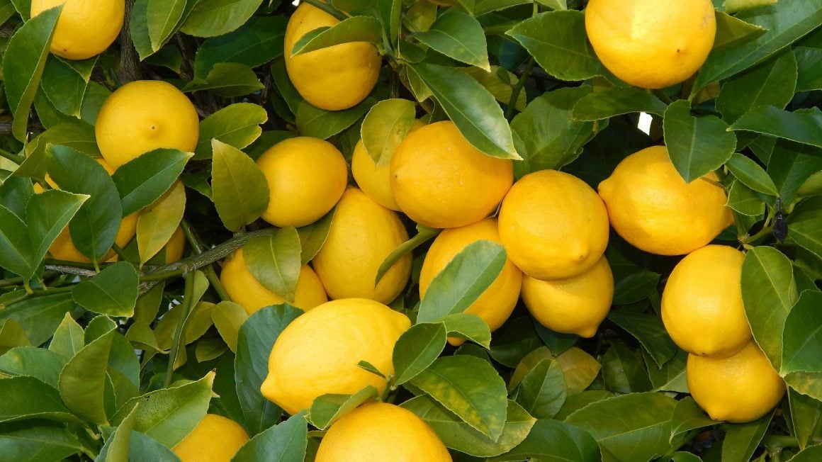 میوه لیمو