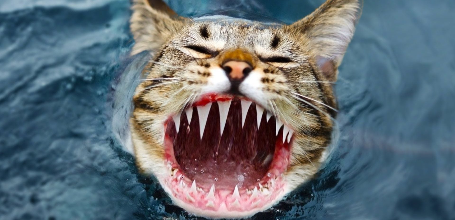 اصل یا تقلبی