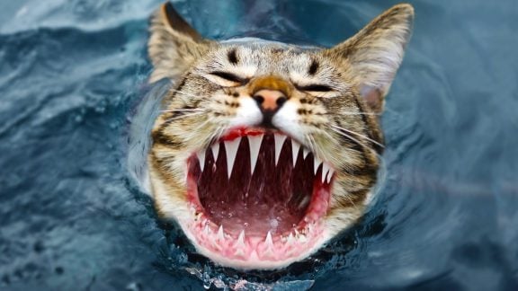 اصل یا تقلبی