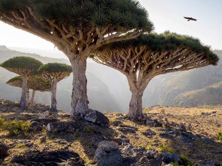 جزیره Socotra در اقیانوس آرام
