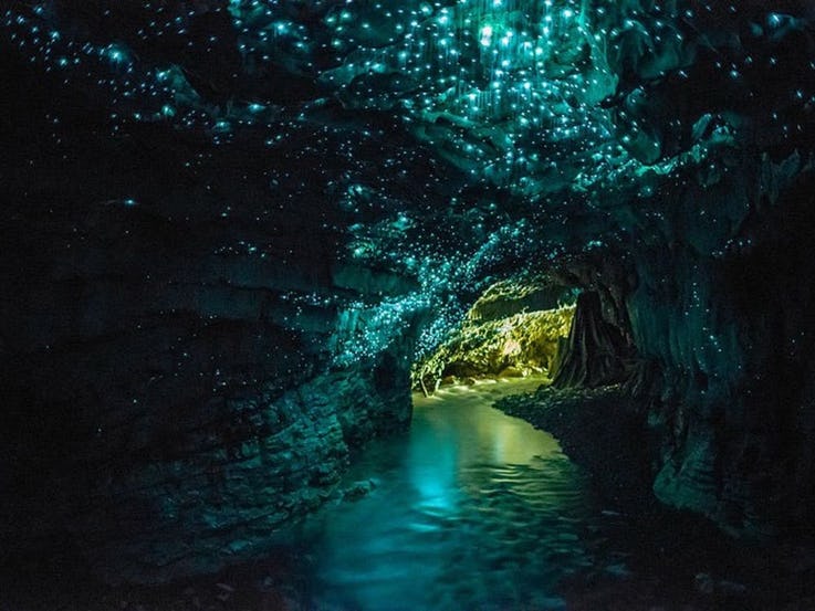 غارهای Waitomo Glowworm در نیوزیلند