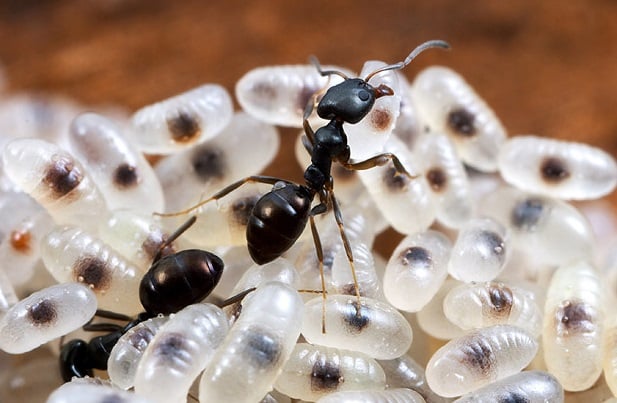 مورچه‌ها: نکاتی در رابطه با دنیای پر از شگفتی این حشرات کوچک و فرز - دینو