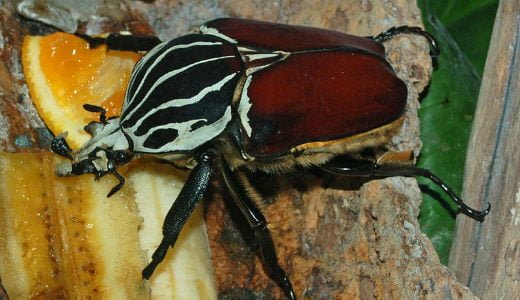 بزرگ ترین جانداران