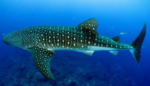 بزرگ ترین جانداران