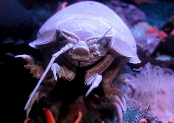 بزرگ ترین جانداران