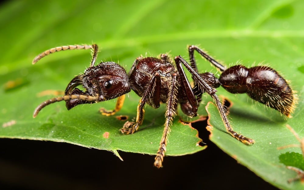 مورچه گلوله