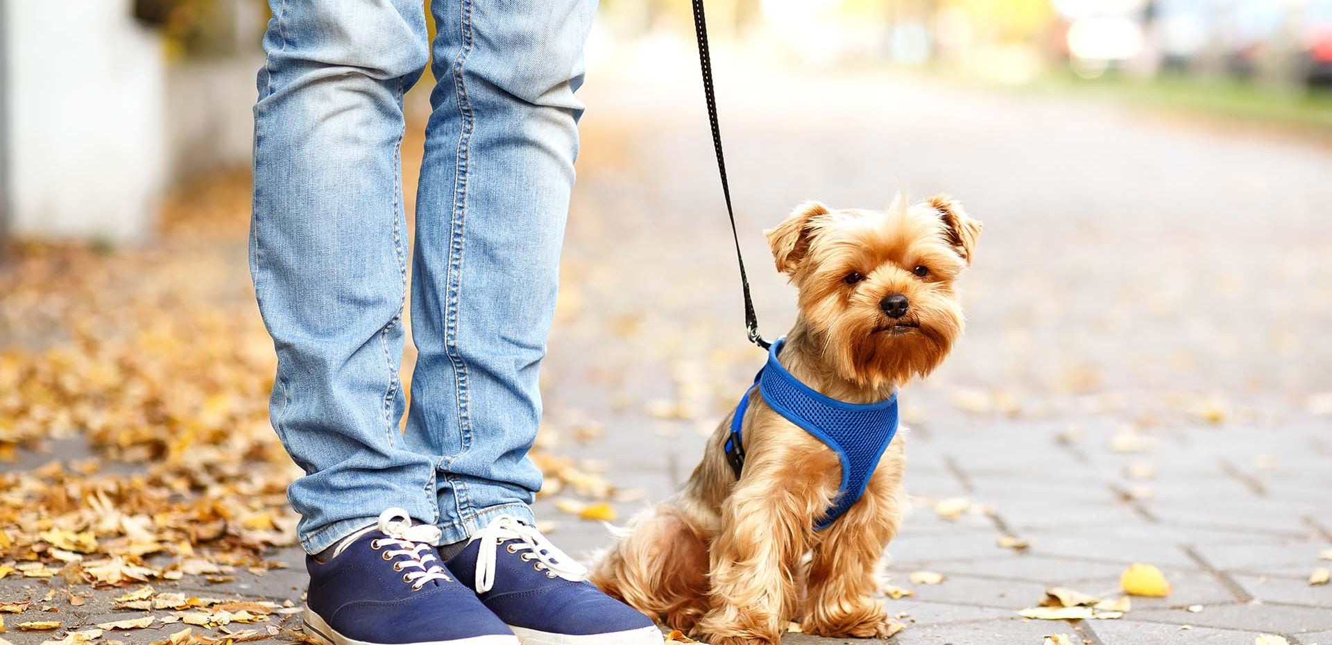 نگه‌داری از حیوانات خانگی