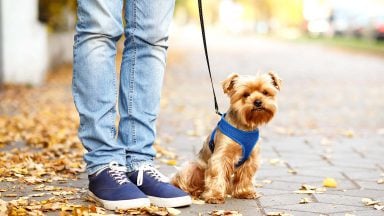 نگه‌داری از حیوانات خانگی