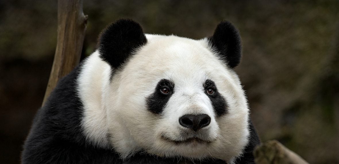 پاندا