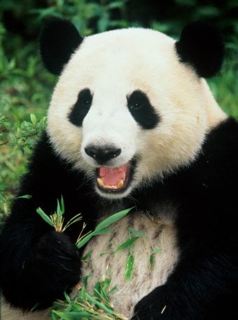 پاندا