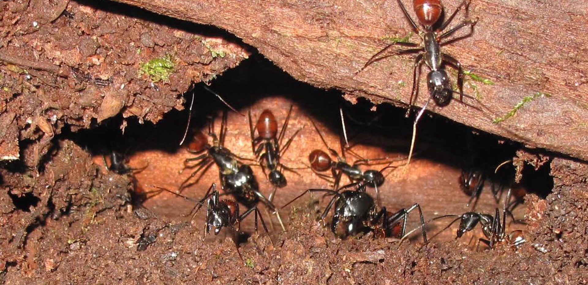 کُلُنی مورچه‌ها