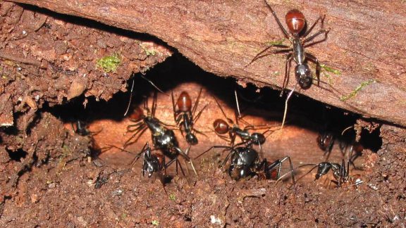 کُلُنی مورچه‌ها