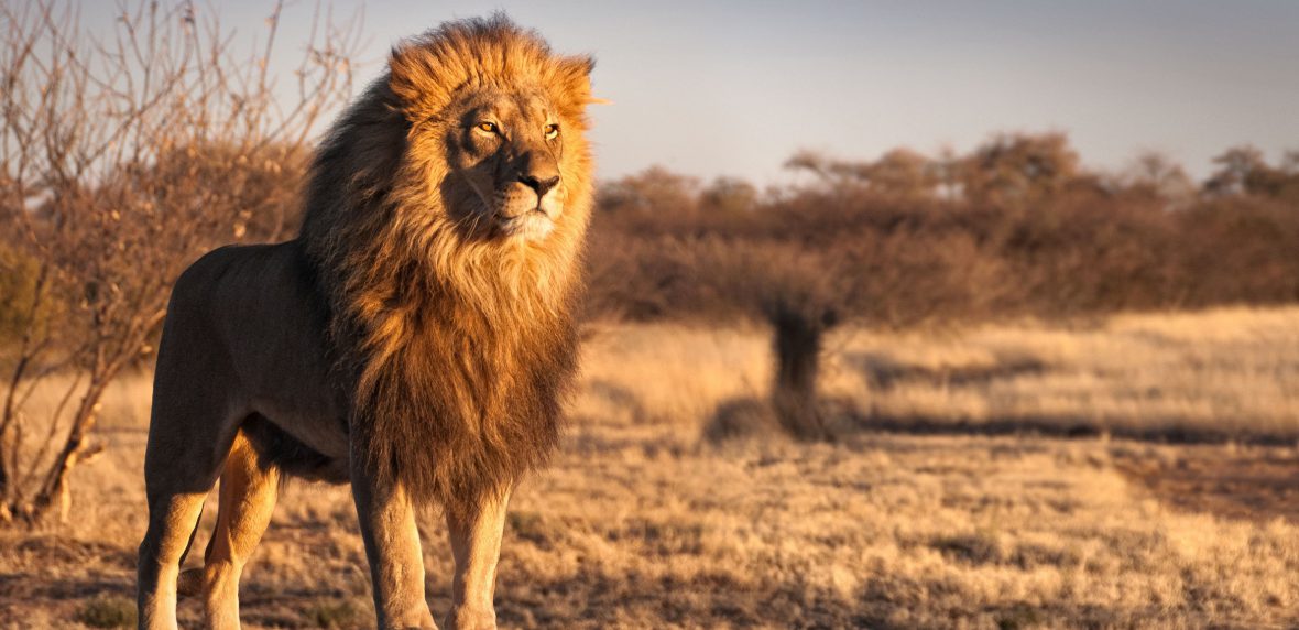 شیرها درخطر انقراض