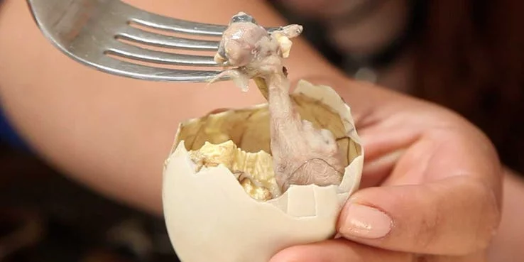 تخم جنین پرنده