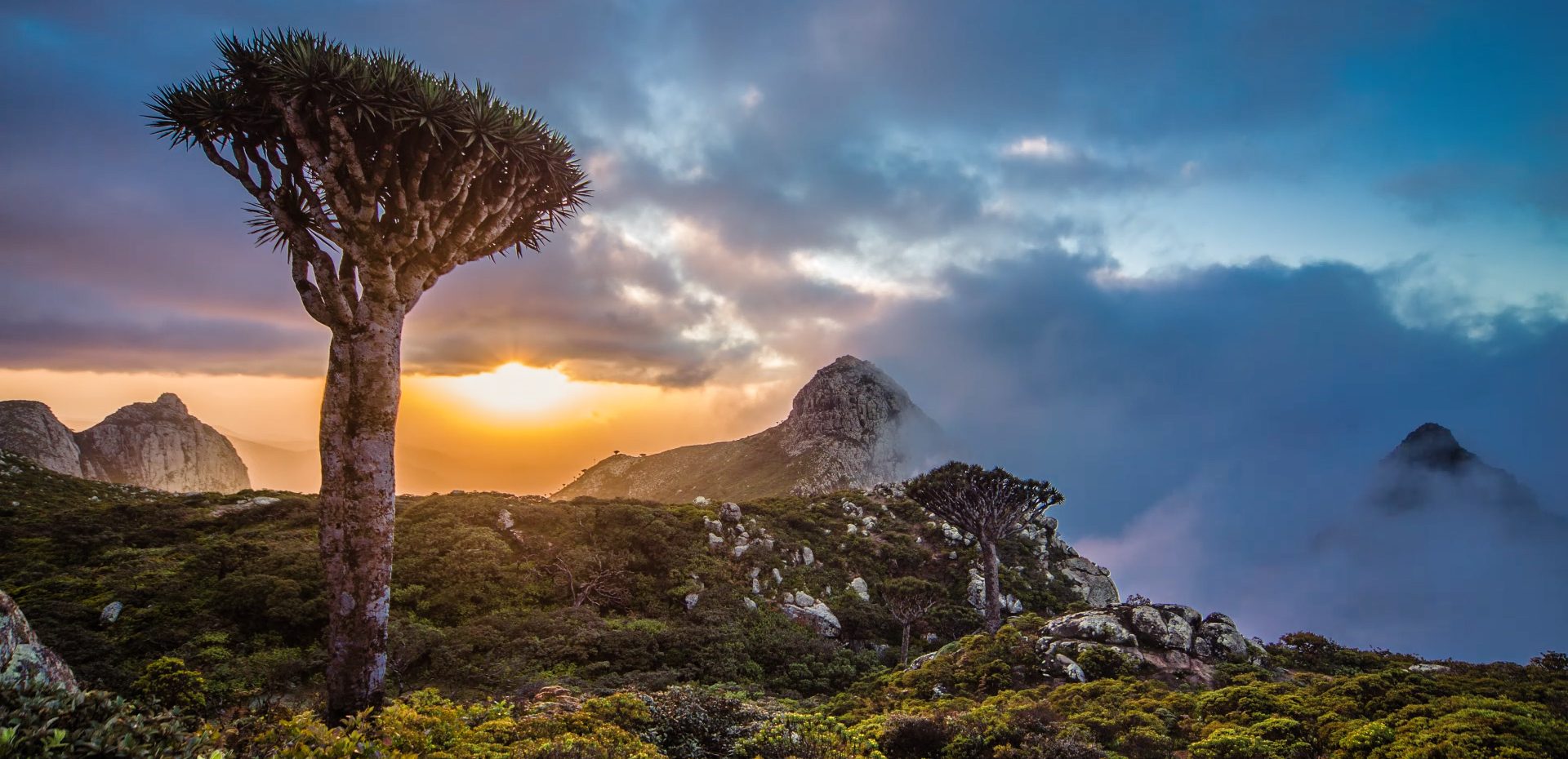 درخت خون اژدها