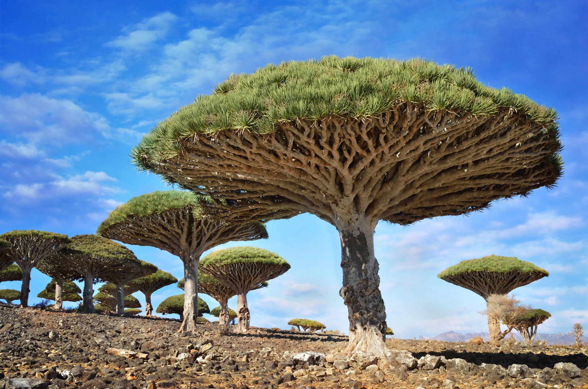 درخت خون اژدها