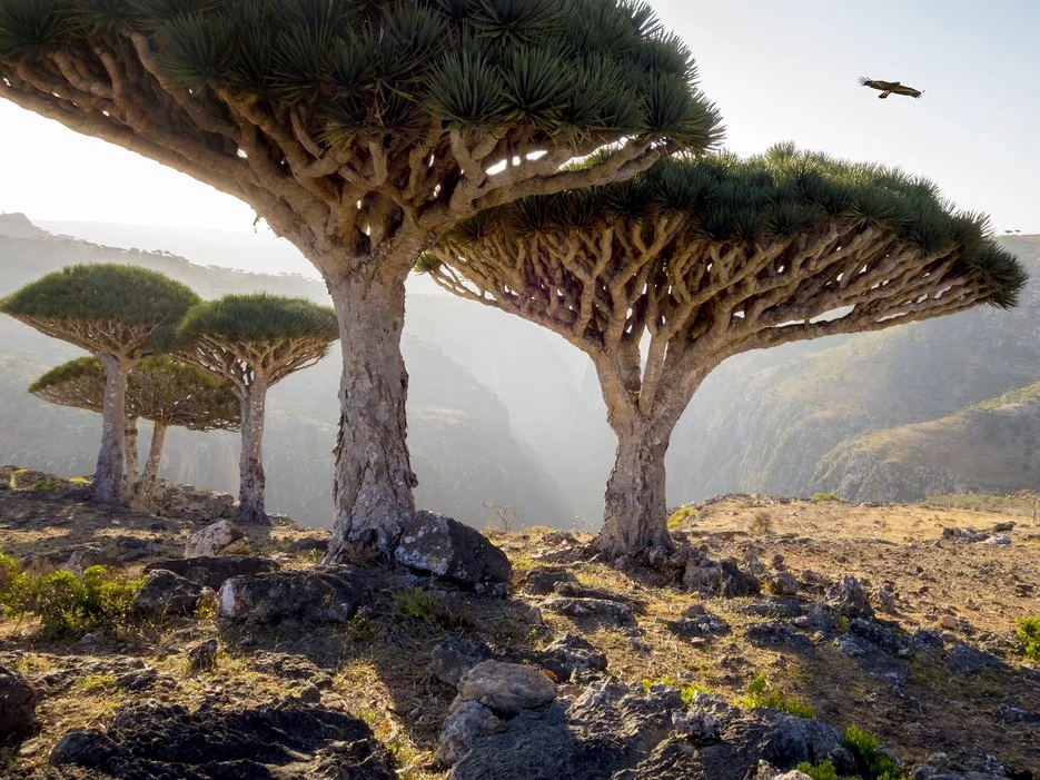 درخت خون اژدها