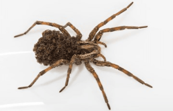 عنکبوت wolf در حال حمل بچه‌هایش