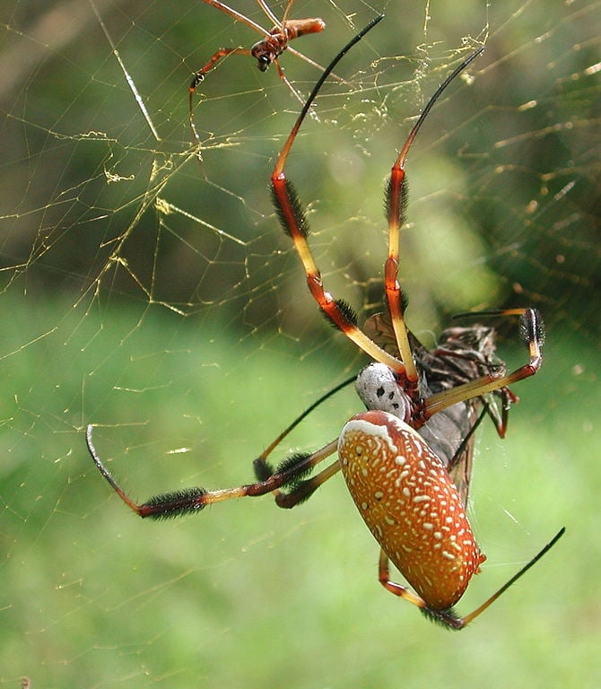 عنکبوت Golden silk orb-weaver