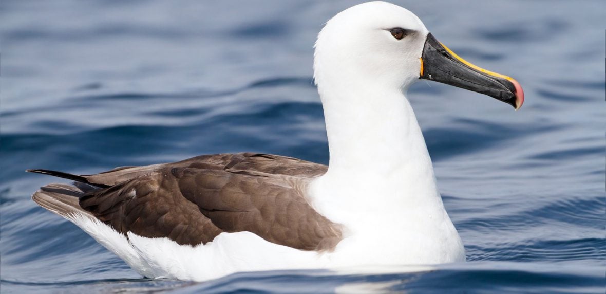 پرنده آلباتروس