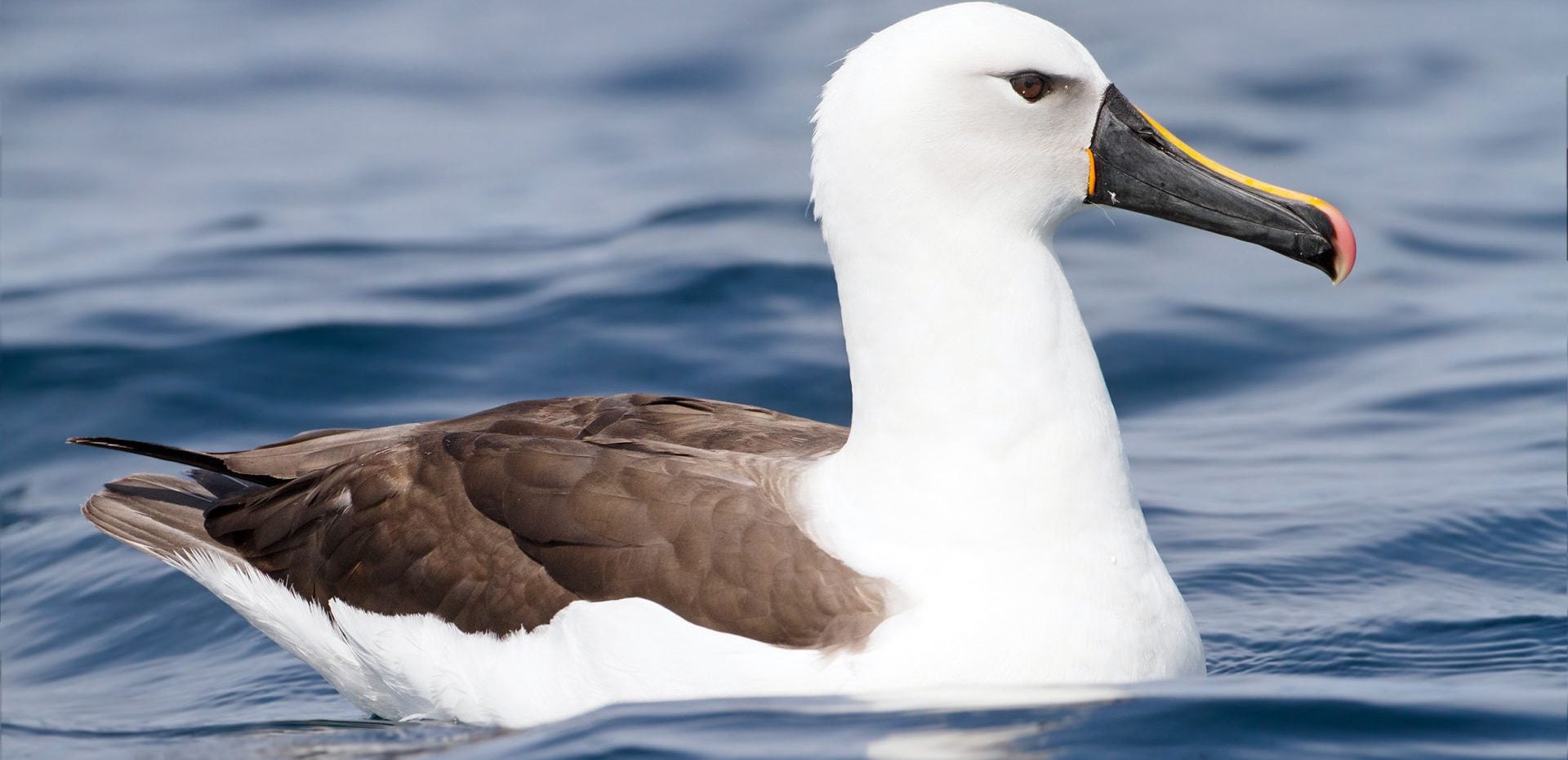 پرنده آلباتروس