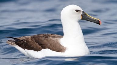 پرنده آلباتروس