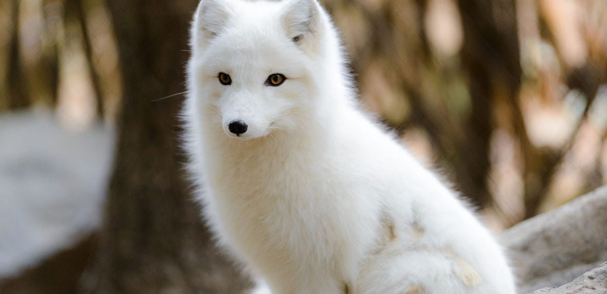 زیباترین حیوانات ماده