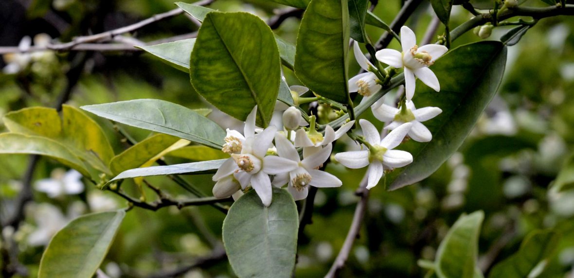 دمنوش بهارنارنج