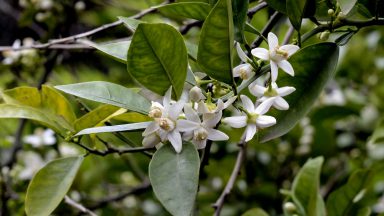 دمنوش بهارنارنج