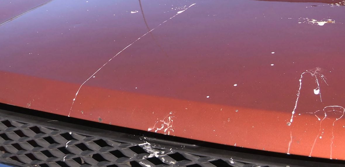 روشی آسان برای پاک کردن فضله پرندگان