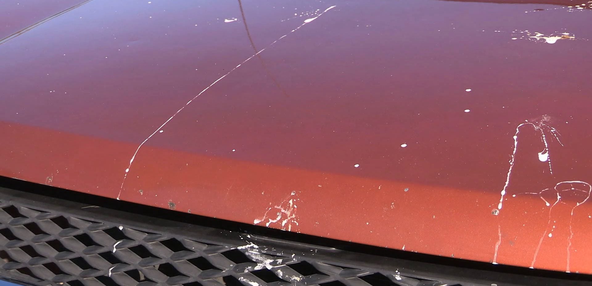 روشی آسان برای پاک کردن فضله پرندگان