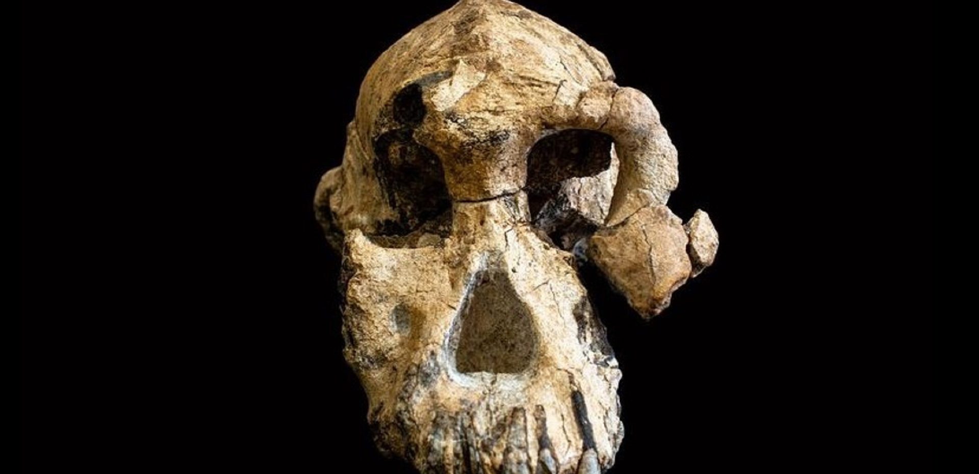 جمجمه 3.8 میلیون ساله