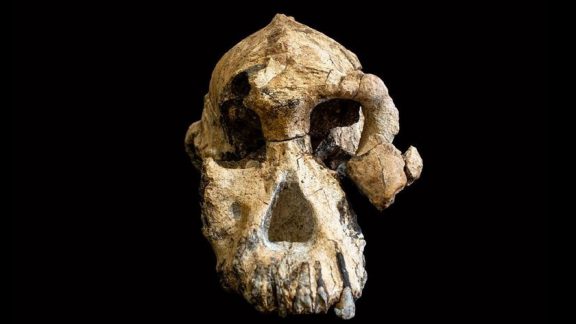 جمجمه 3.8 میلیون ساله