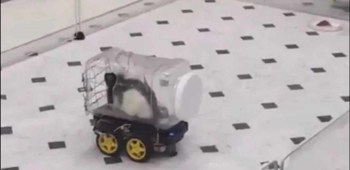 رانندگی موش‌ها