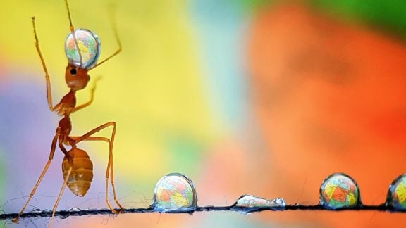 برگزیده عکاسی سال 2019