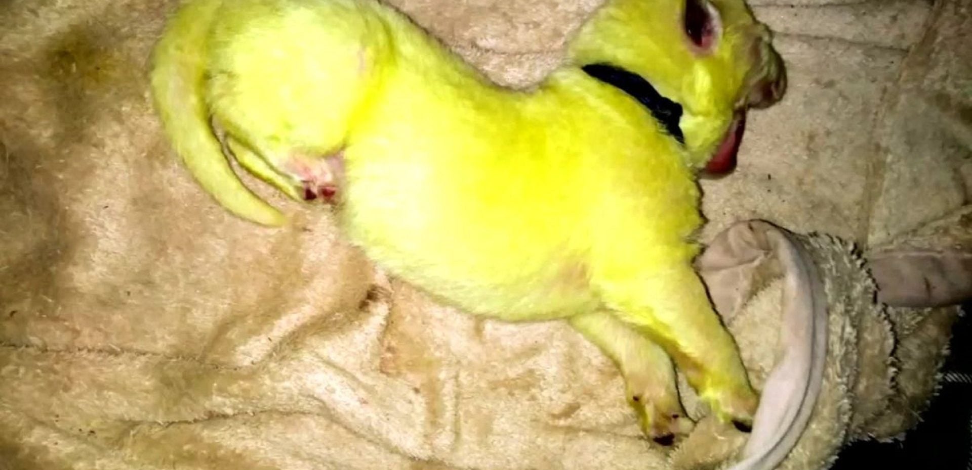 توله سگ سبز رنگ