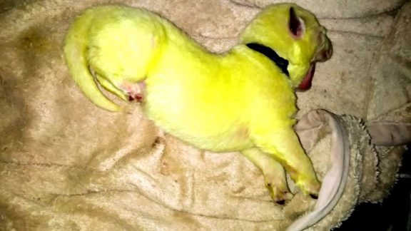 توله سگ سبز رنگ