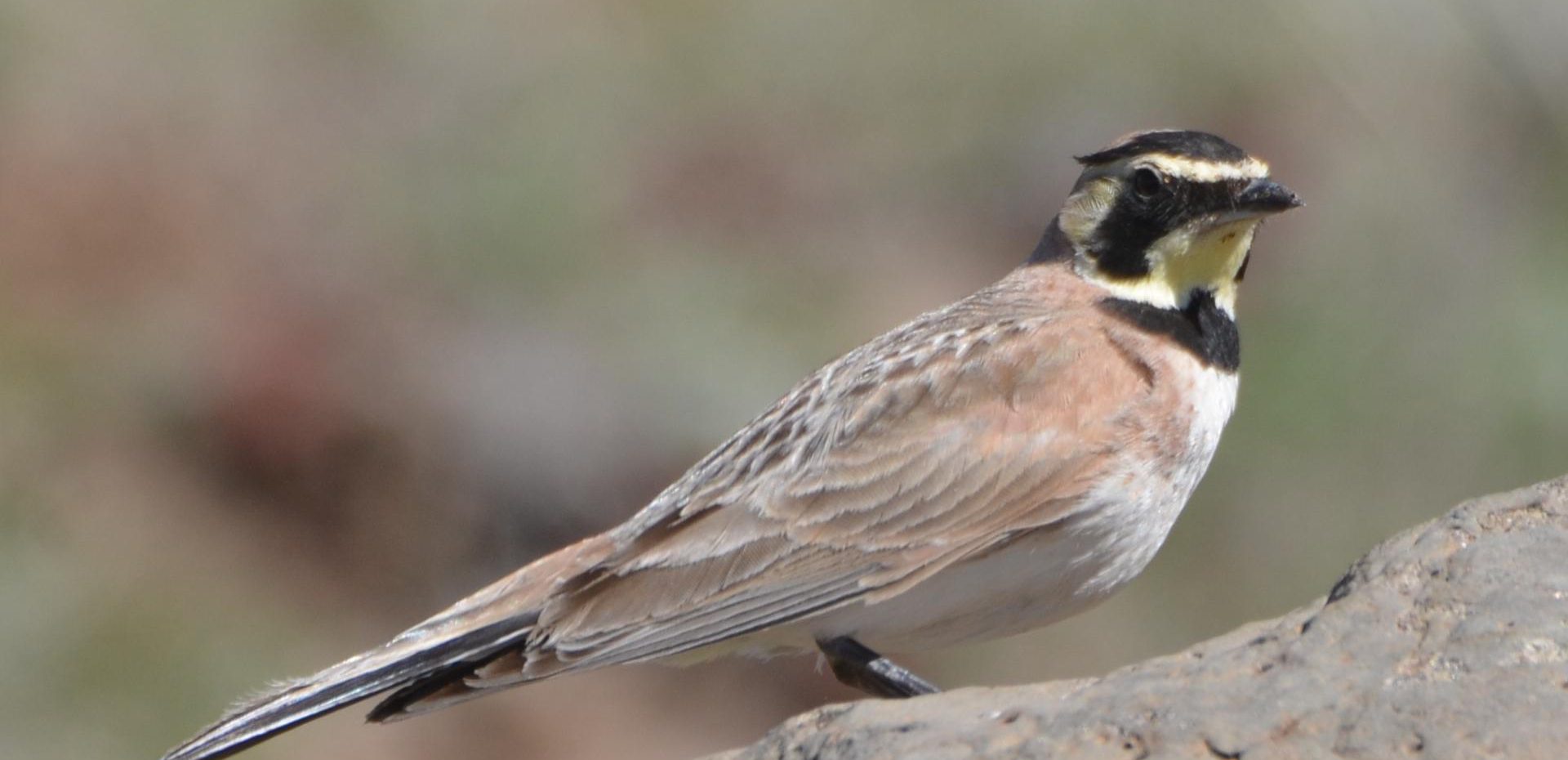 فسیل پرنده 46000 ساله منجمد