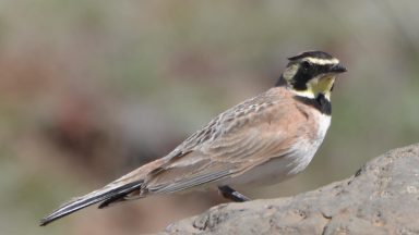 فسیل پرنده 46000 ساله منجمد