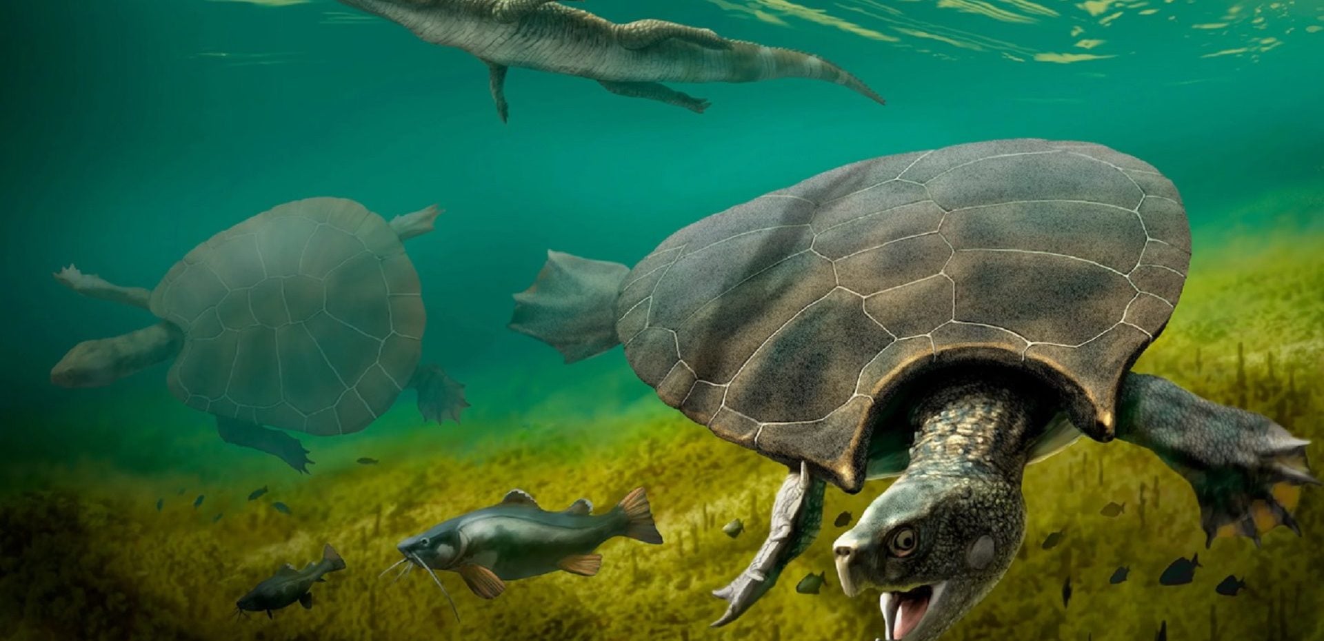 کشف فسیل‌های لاک‌پشت غول‌پیکر