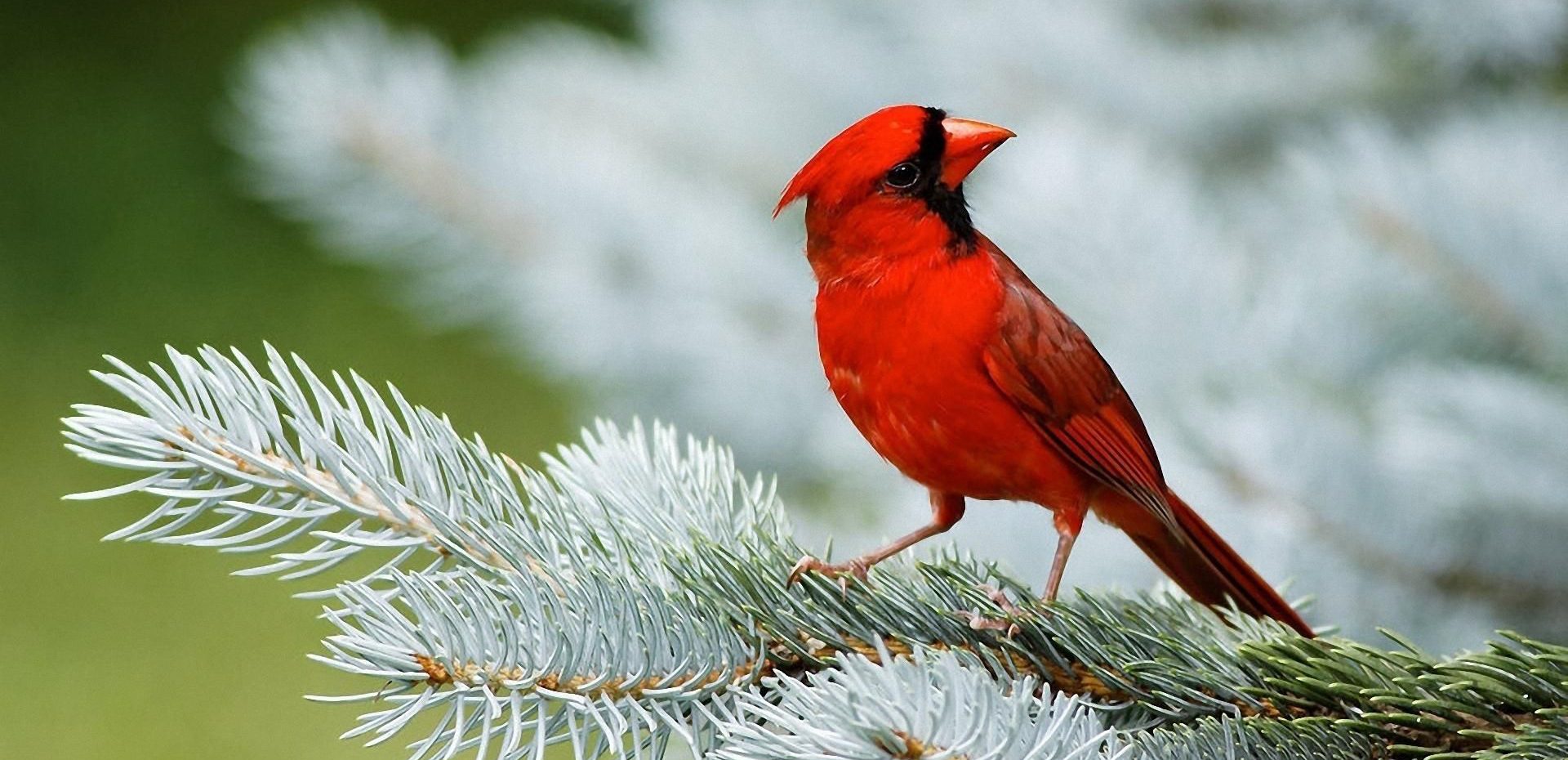 پرندگان ملی کشورهای مختلف