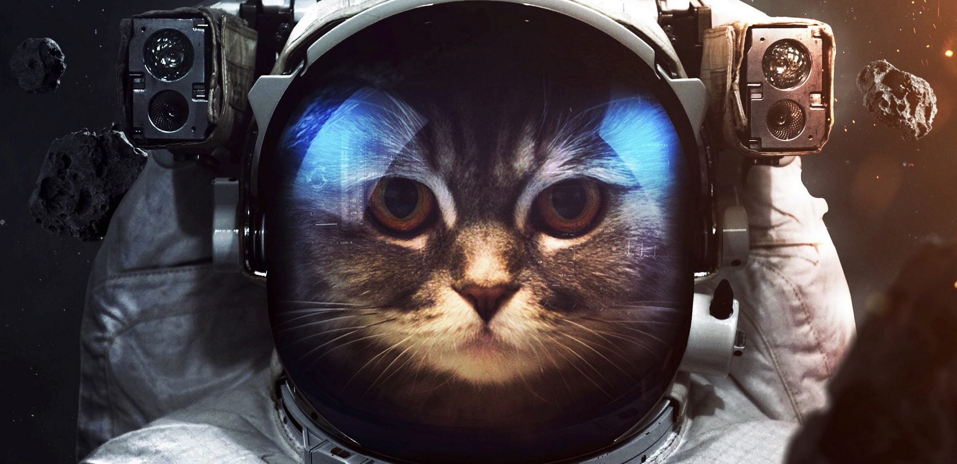 10 مورد از جالب‌ترین ویژگی گربه‌ها