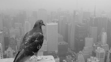 حذف انسان از طبیعت