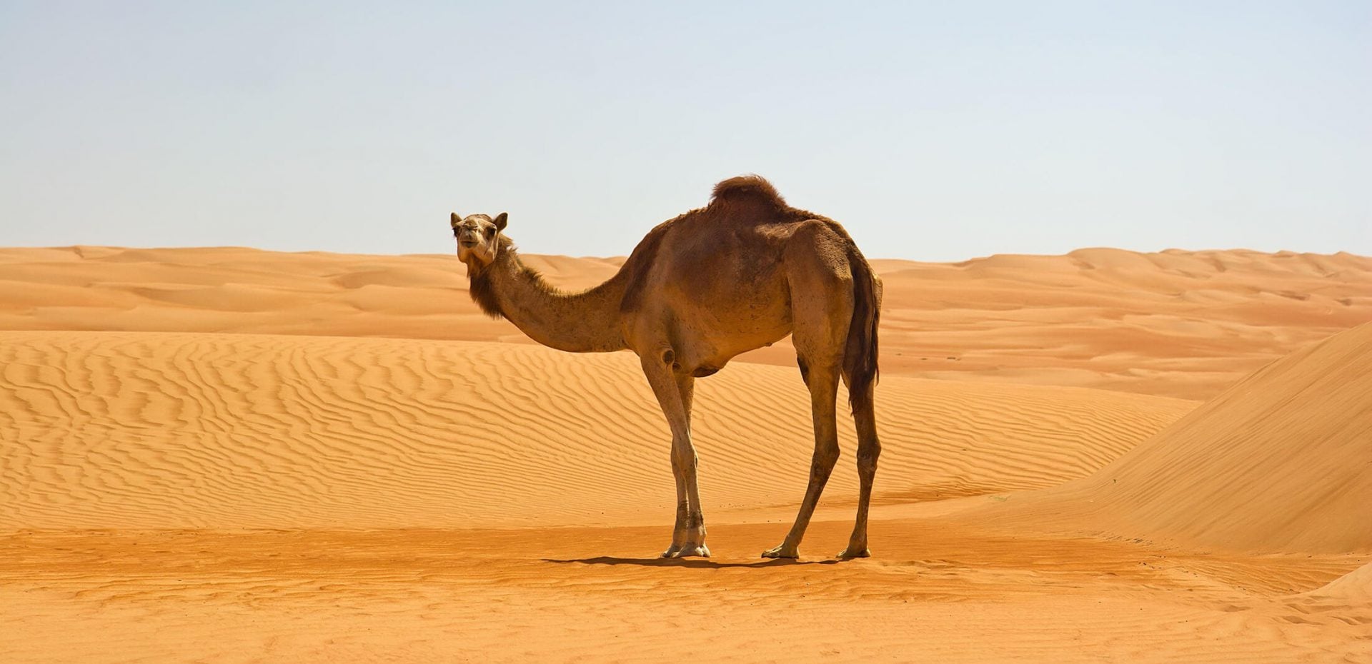 ادرار شتر