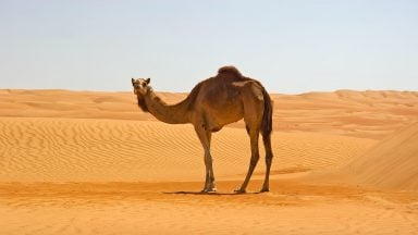 ادرار شتر